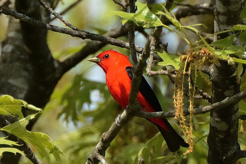 Tanager, Scarlet, 2015-05166829 Broad Meadow Brook, MA.JPG - Scarlet Tanager. Broad Meadow Brook WIldlife Sanctuary, MA, 5-16-2015